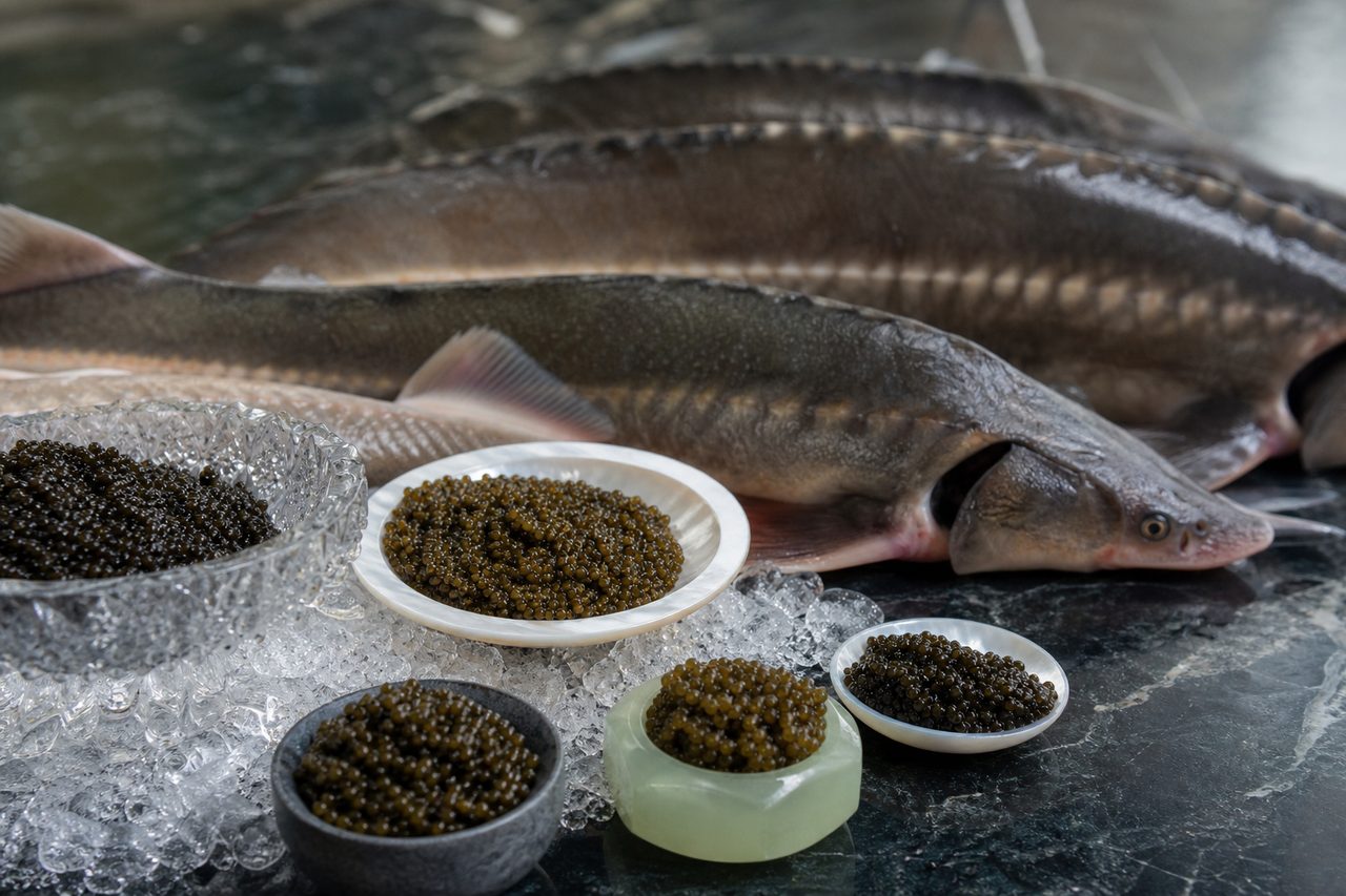 Caviar : découvrez l’origine et les différentes espèces de poissons qui en produisent