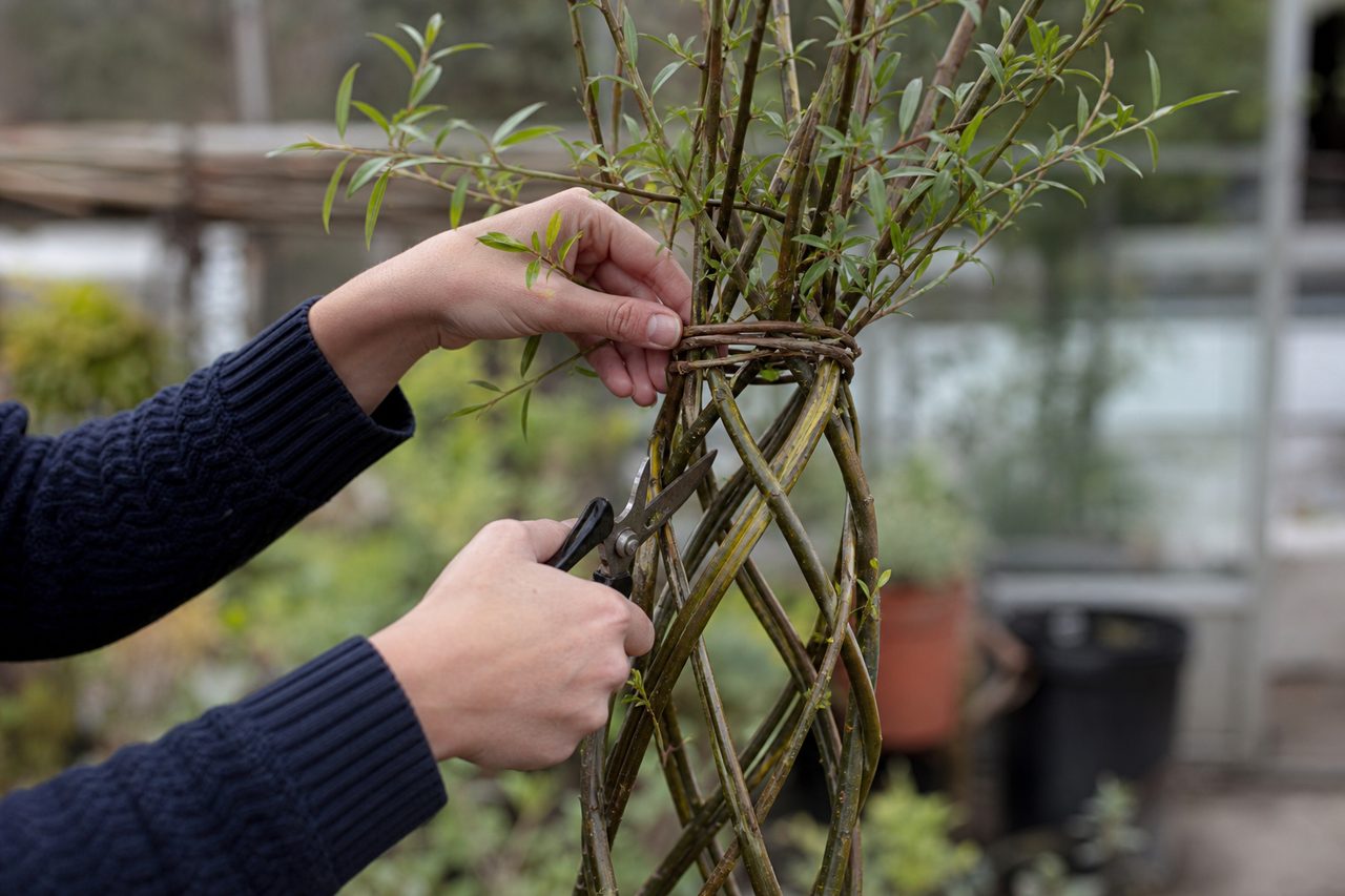 Comment créer une structure végétale ?