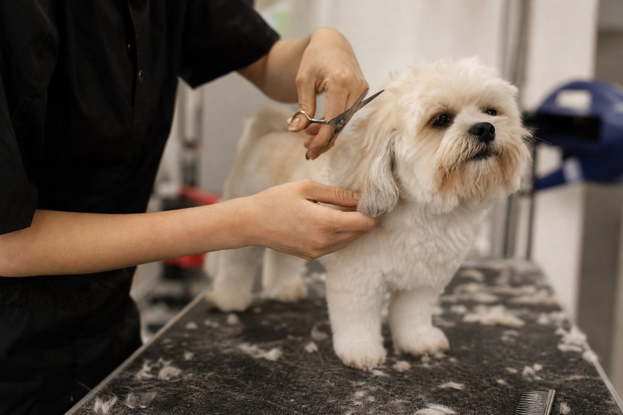 Comment devenir toiletteur canin ?