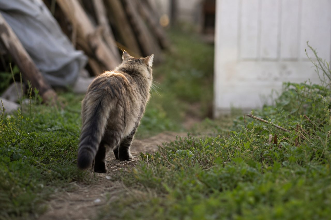 Comprendre le mystère : pourquoi les chats disparaissent du jour au lendemain ?
