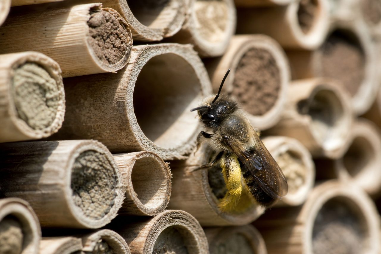 Immersion dans le monde des insectes : les abeilles solitaires