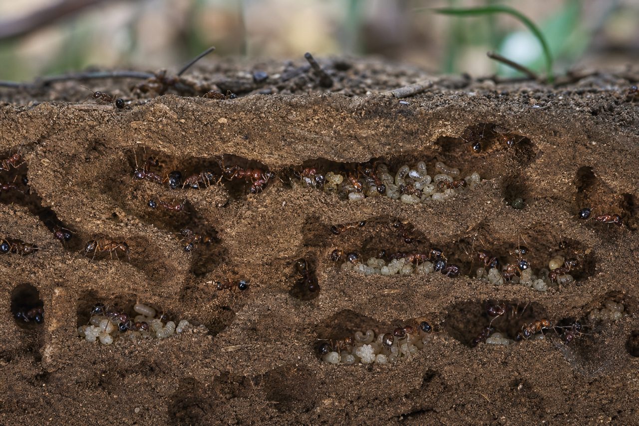 Le monde mystérieux des fourmis : sociétés souterraines et superorganismes