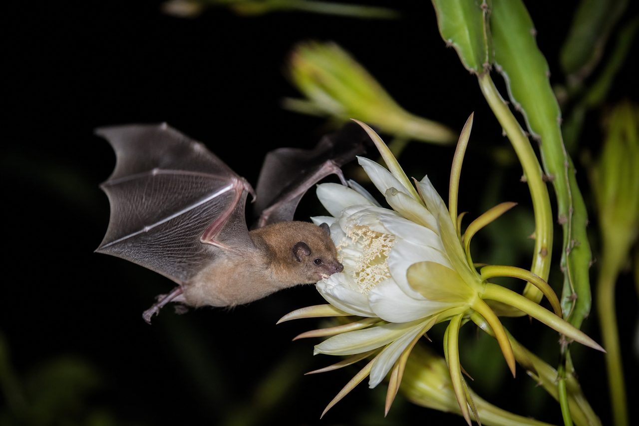 Le rôle caché des chauves-souris dans la pollinisation des fleurs nocturnes