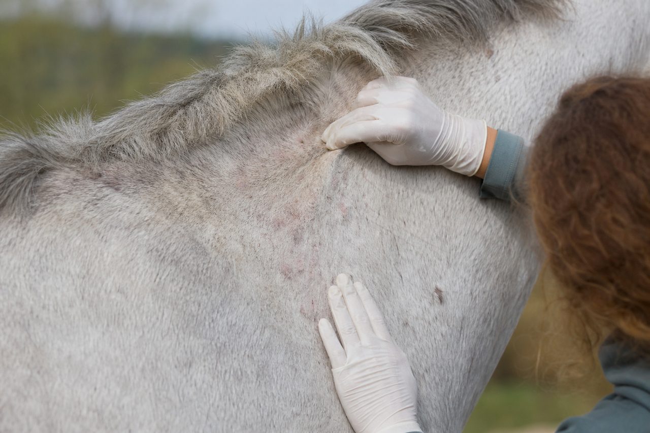 Les poux peuvent-ils provoquer des réactions allergiques chez les chevaux ?