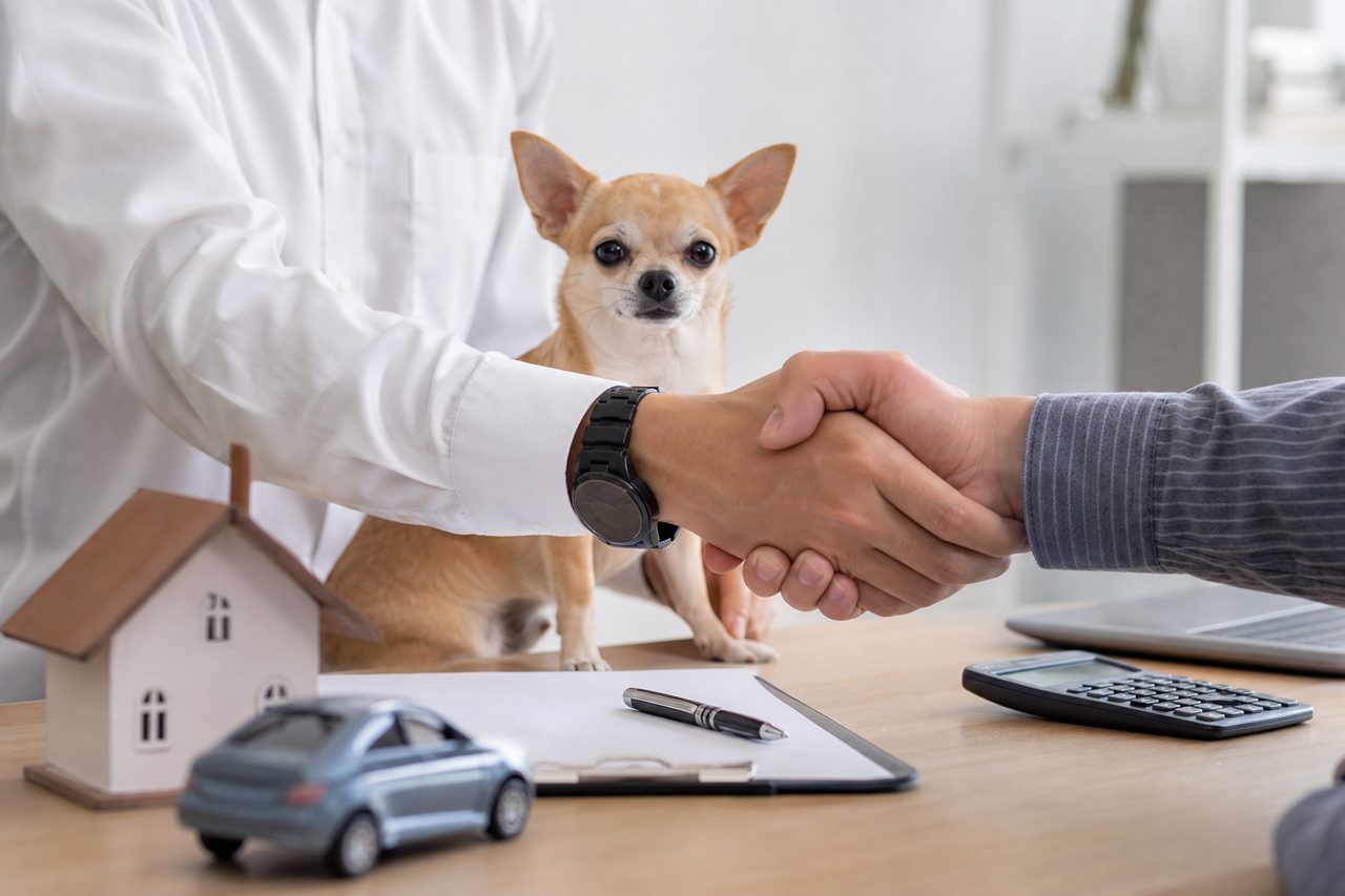 Protéger votre Chihuahua : Quelle assurance choisir pour les petits chiens ?