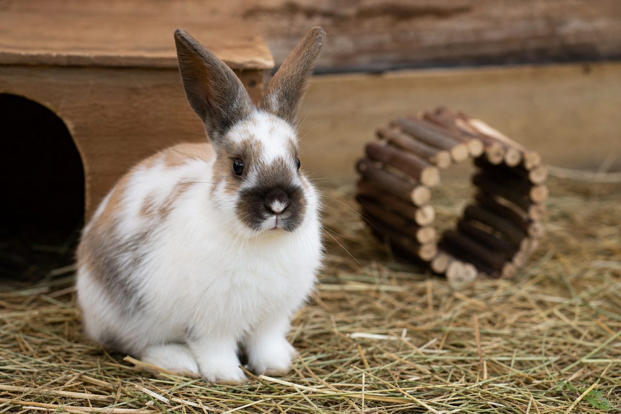 Quel prénom choisir pour un lapin mâle ?