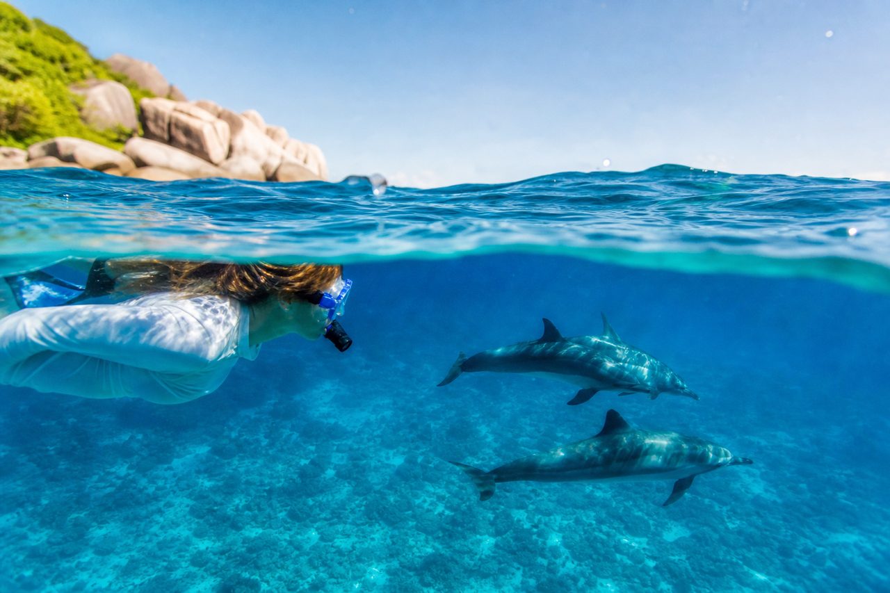 Où faire du snorkeling avec des dauphins libres : des spots incontournables