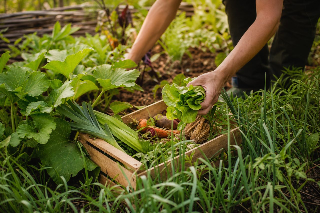 Vers une alimentation responsable: l’harmonie entre permaculture et agriculture durable